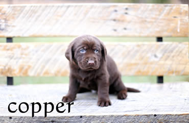 Labrador Puppies Chocolatepups.com