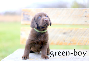 Labrador Puppies Chocolatepups.com