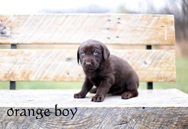 Labrador Puppies Chocolatepups.com