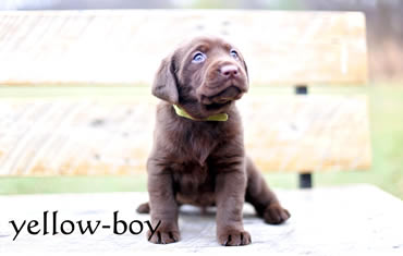 Labrador Puppies Chocolatepups.com